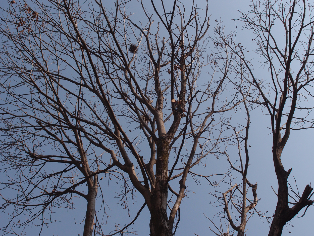 2018-01-14 11 Uhr - Rangjung Yeshe Institute (Foto) 